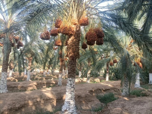 Vente Terrain Agricole Biskra Sidi okba