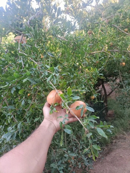 Vente Terrain Agricole Biskra Sidi okba