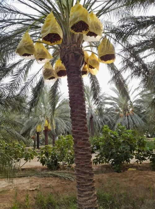 Vente Terrain Agricole Biskra Sidi okba