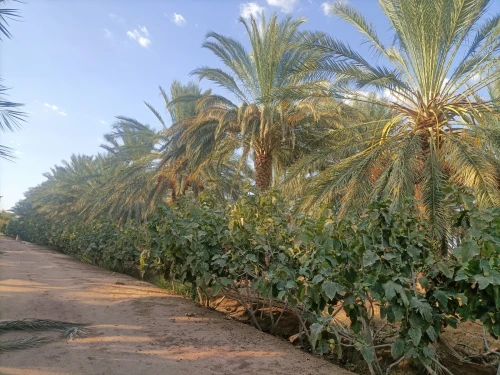Vente Terrain Agricole Biskra Sidi okba