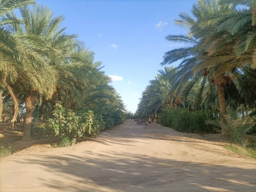 Vente Terrain Agricole Biskra Sidi okba