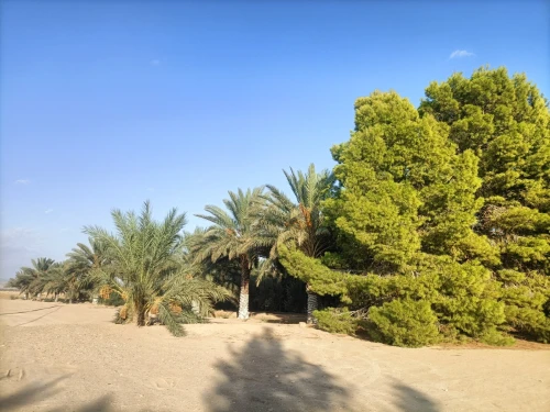 Vente Terrain Agricole Biskra Sidi okba