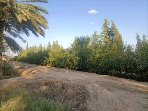 Vente Terrain Agricole Biskra Sidi okba