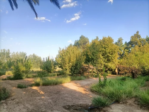 Vente Terrain Agricole Biskra Sidi okba