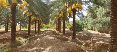 Vente Terrain Agricole Biskra Sidi okba