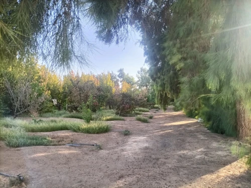 Vente Terrain Agricole Biskra Sidi okba