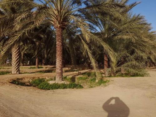 Vente Terrain Agricole Biskra Sidi okba