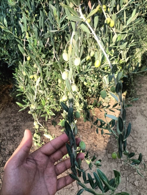 Vente Terrain Agricole Biskra Sidi okba