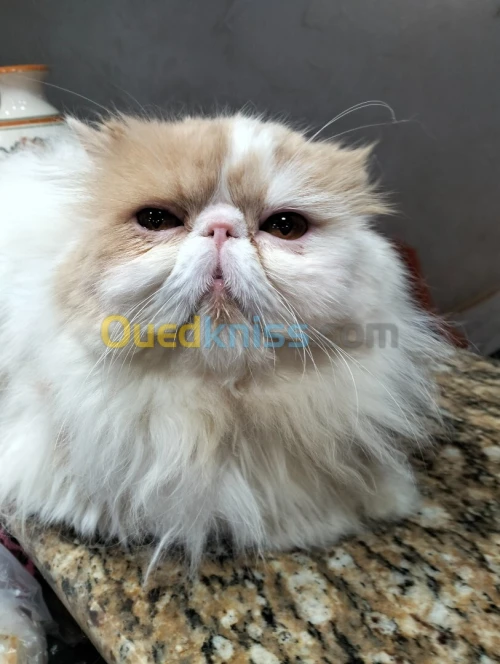 قط برسون فان