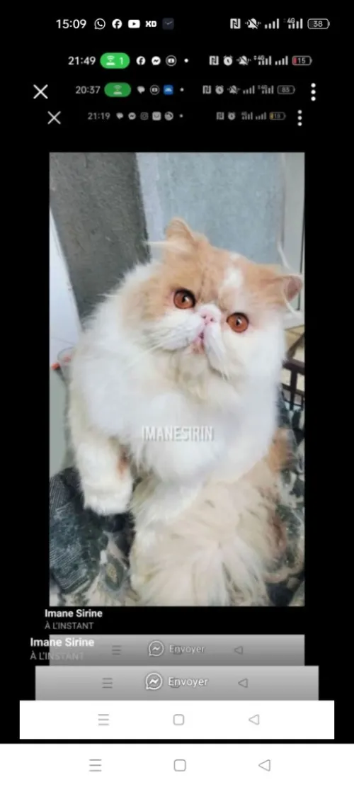 قط برسون فان