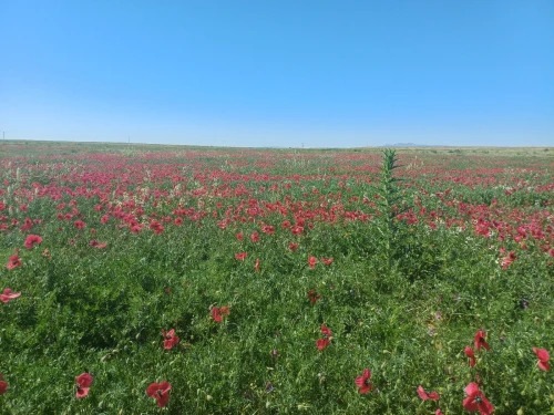 Vente Terrain Agricole Médéa Aziz