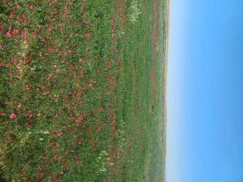 Vente Terrain Agricole Médéa Aziz