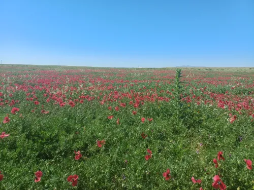 Vente Terrain Agricole Médéa Aziz