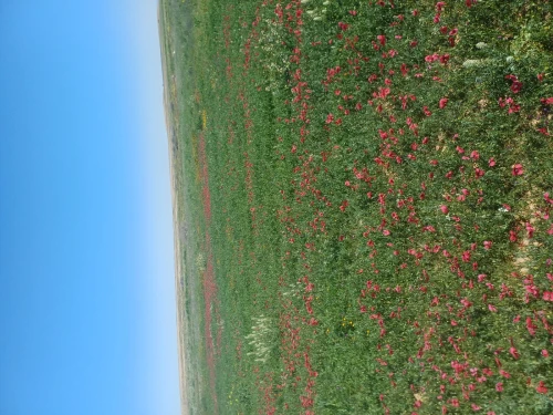 Vente Terrain Agricole Médéa Aziz