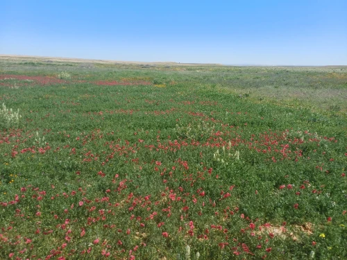 Vente Terrain Agricole Médéa Aziz