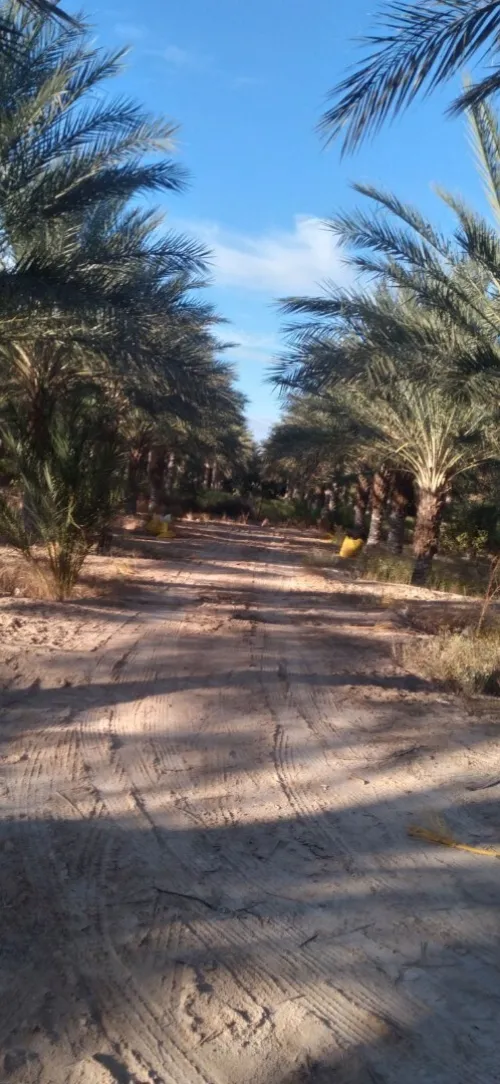 Vente Terrain Agricole Biskra Tolga