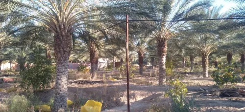 Vente Terrain Agricole Biskra Tolga
