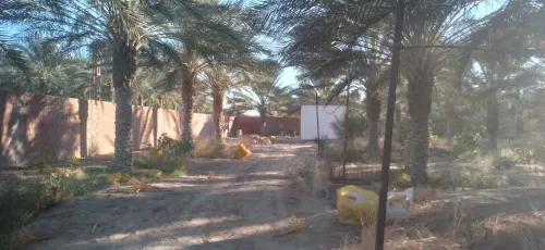 Vente Terrain Agricole Biskra Tolga
