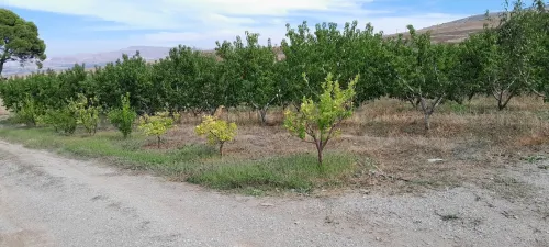 Vente Terrain Agricole Constantine Ibn ziad