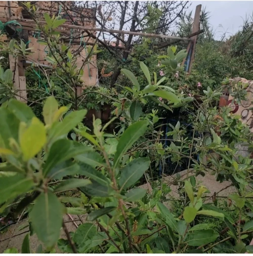 Vente Terrain Béjaïa Beni maouche
