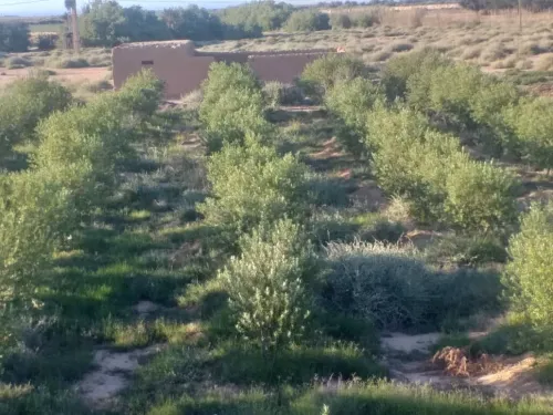 Vente Terrain Agricole M'Sila Mcif