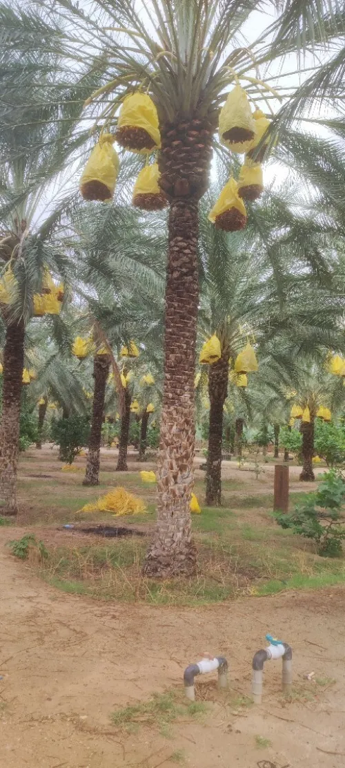 Vente Terrain Agricole Biskra Lichana