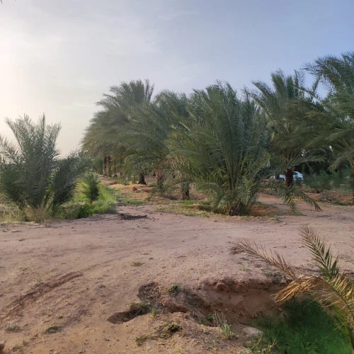Vente Terrain Agricole Biskra Lioua