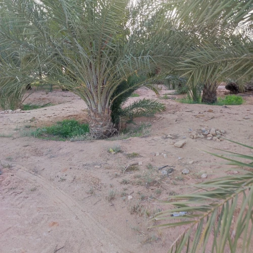 Vente Terrain Agricole Biskra Lioua