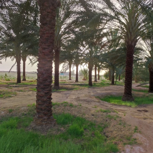 Vente Terrain Agricole Biskra Lioua
