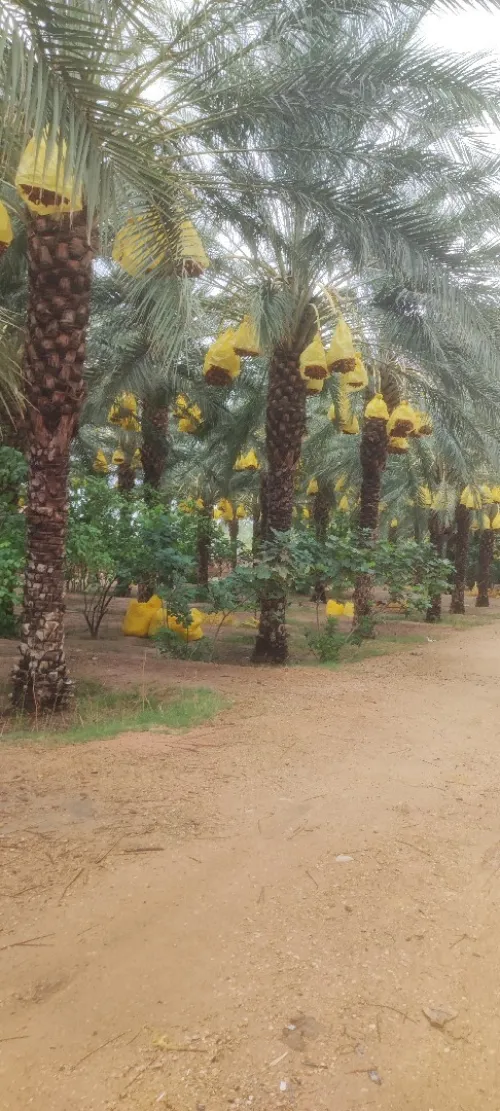 Vente Terrain Agricole Biskra Lichana