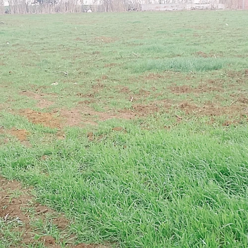 Vente Terrain Boumerdès Ouled hedadj