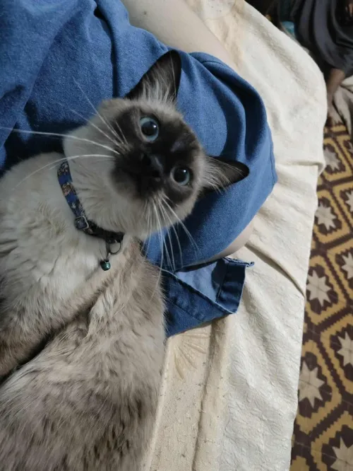 chat siamois