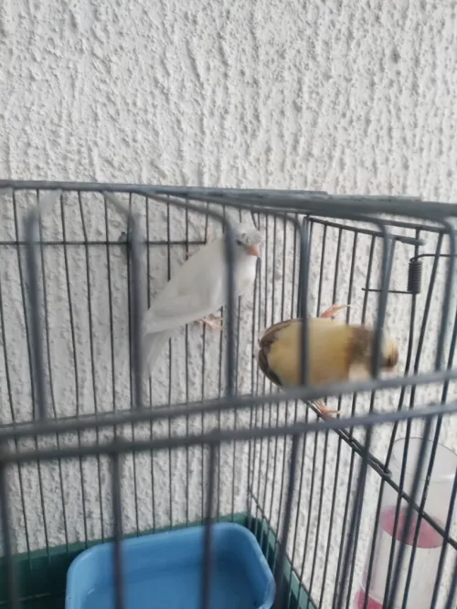 couples de canari