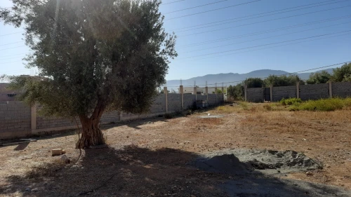 Location Terrain Tlemcen Tlemcen
