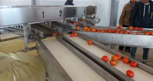 Lignes de tri et de calibrage de fruits et légumes