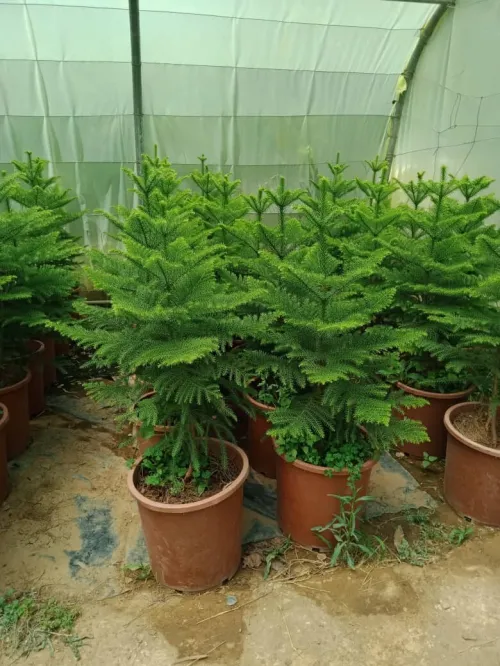 Jardinage