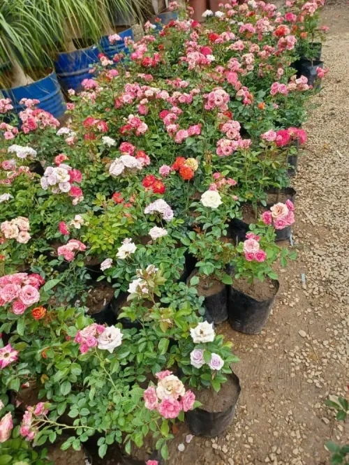 Jardinage