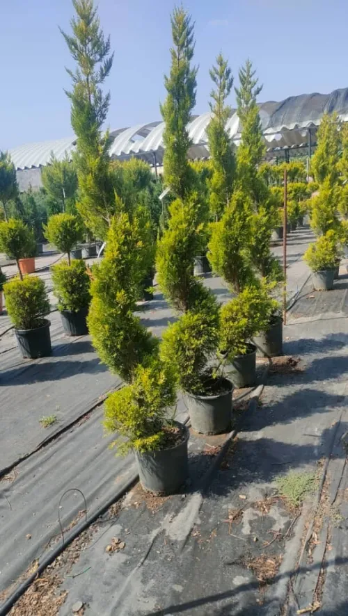 travaut jardinage
