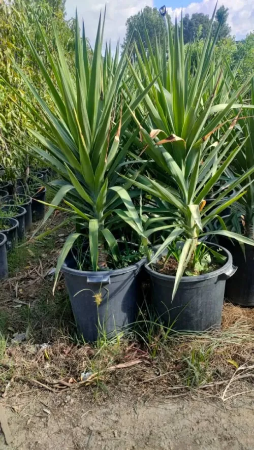 travaut jardinage