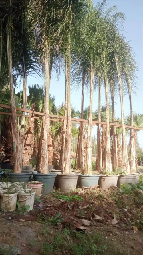 Amenagement des espaces verts