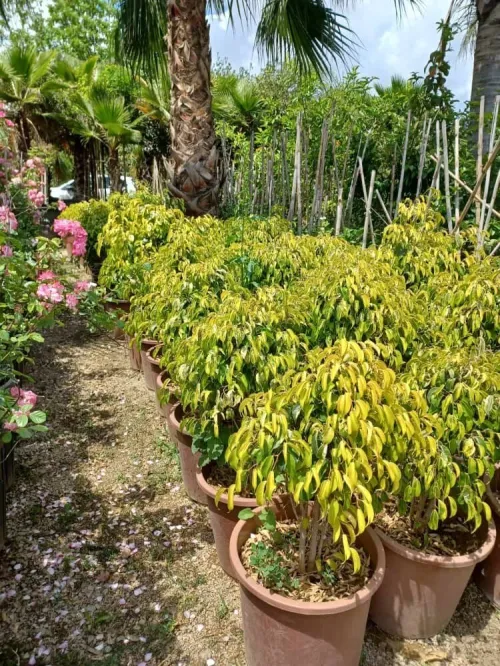 Jardinage