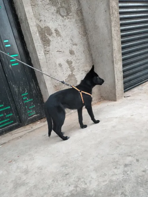 Berger suisse noir femelle 5mois 
