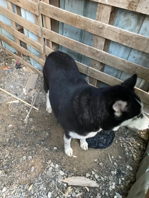Hasky