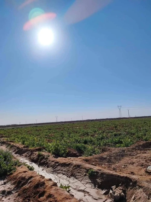 Vente Terrain Biskra Biskra