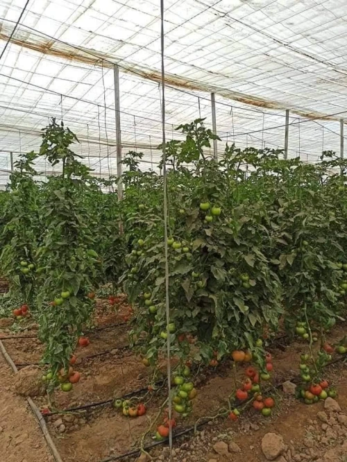 Vente Terrain Biskra Biskra