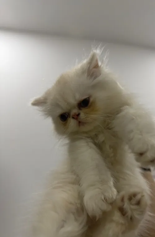Chat persan Peaky face