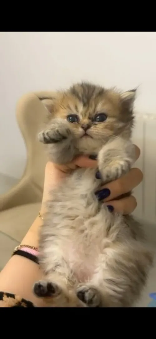 Vente chats persan mâle et femelle