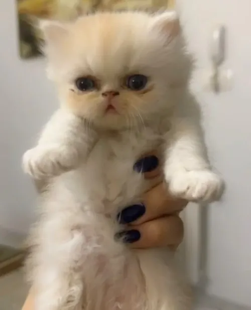 Chat persan Peaky face