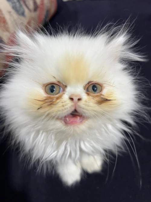 Chat persan 