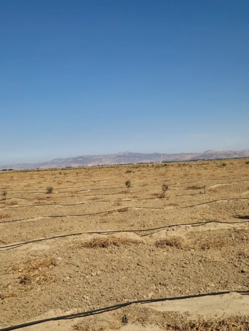 Vente Terrain Agricole Aïn Témouchent Ain el arbaa